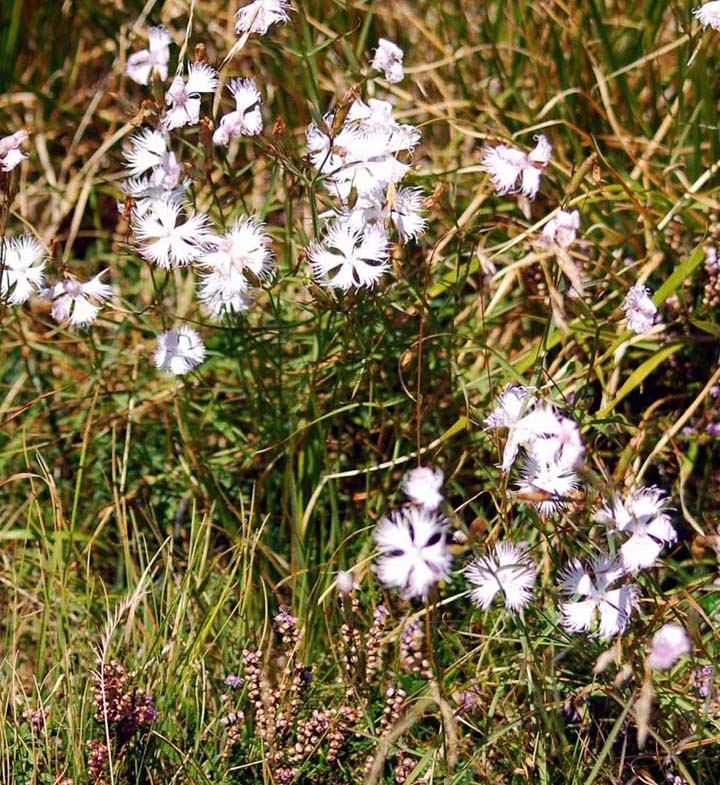 sempre da Campocecina Dianthus monspessulanus